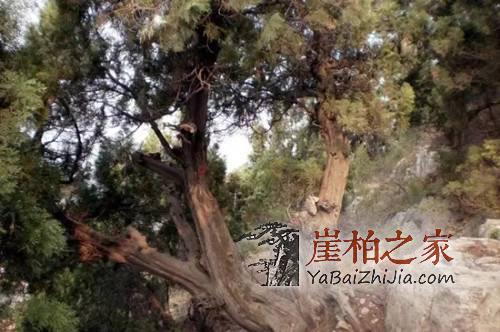 崖柏和侧柏的区别,如何区分崖柏与侧柏?-5