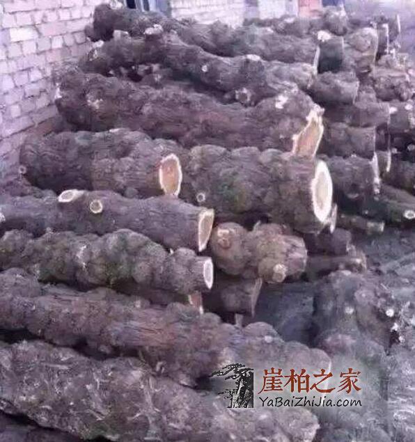 崖柏和侧柏的区别,如何区分崖柏与侧柏?-3