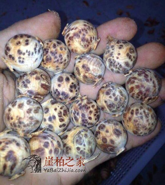 崖柏生料做成的手串不能要,这是为什么?-1