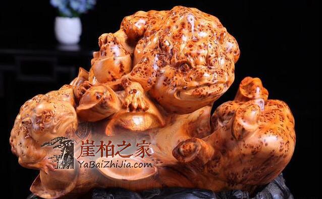 与恐龙同在的崖柏!-1