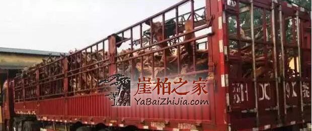 土豪投资10亿玩崖柏,竟用13米半挂车拉崖柏!-3