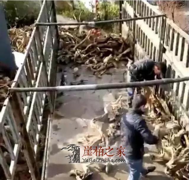 土豪投资10亿玩崖柏,竟用13米半挂车拉崖柏!-2