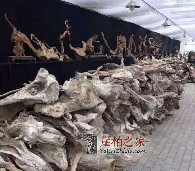 土豪投资10亿玩崖柏,竟用13米半挂车拉崖柏!-6