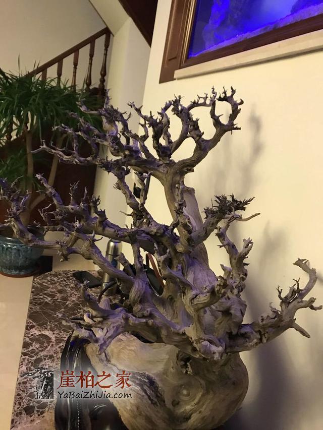 崖柏梅花枝!——妙不可言的尤物!-1
