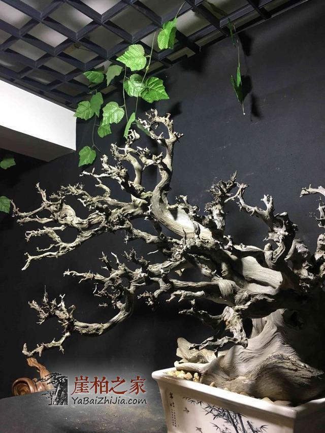 崖柏梅花枝!——妙不可言的尤物!-3