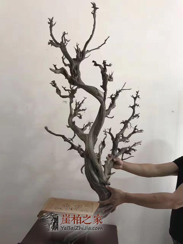 崖柏梅花枝!——妙不可言的尤物!-5