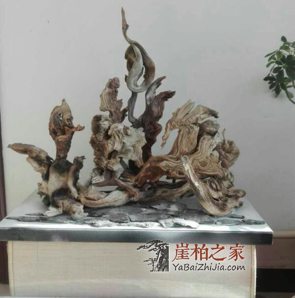 崖柏的未来发展在哪里?-1