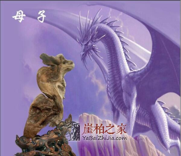 崖柏的未来发展在哪里?-2