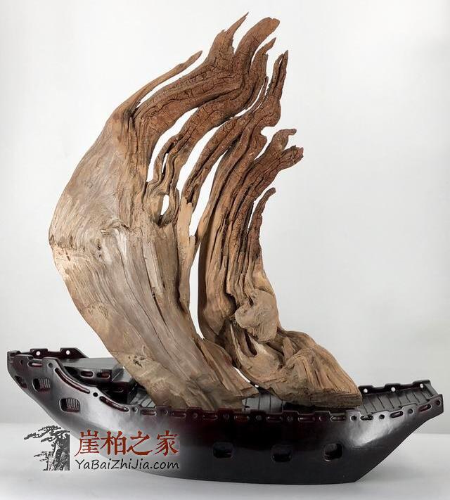 崖柏的四个“极致”,让柏友无法自拔!-2