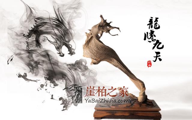 居然没有发现,崖柏已经现身各大热播影视剧!!!-1