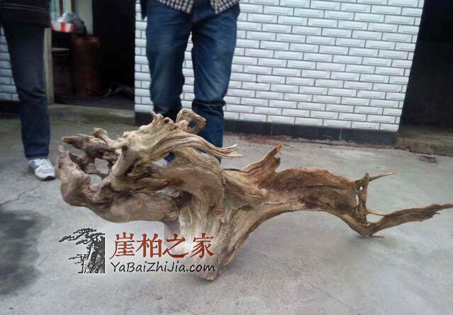一块崖柏换一套房子?价格贵上天,都是这事闹的!-1