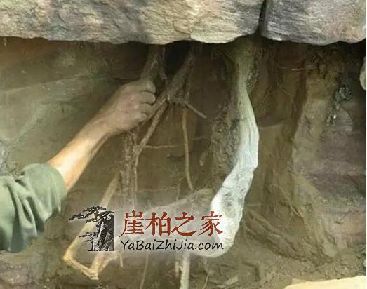 露一手:真假崖柏一看便知-2