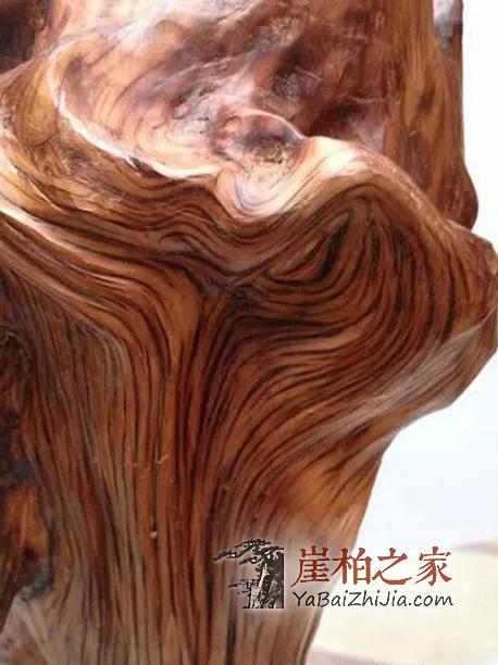露一手:真假崖柏一看便知-3
