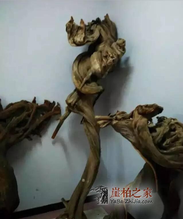 如何去挑选陈化度一般的崖柏料?-4
