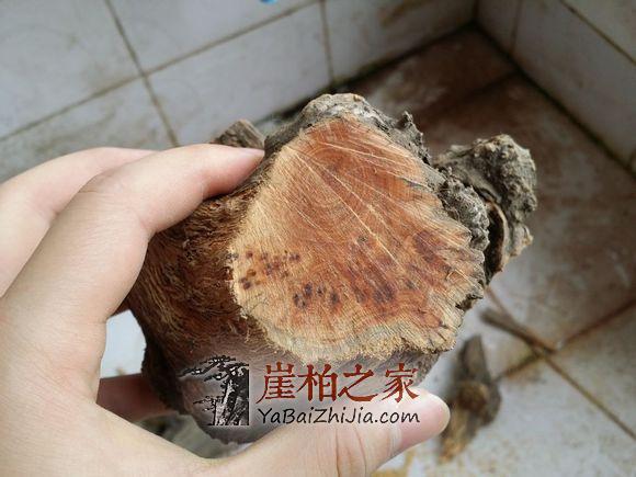 崖柏陈化瘤必带黑线?带黑线的一定是陈化瘤?-5