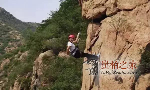 悬崖上一株崖柏值两三万,很多人在拿命赌!-4