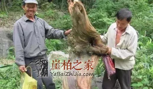 悬崖上一株崖柏值两三万,很多人在拿命赌!-2
