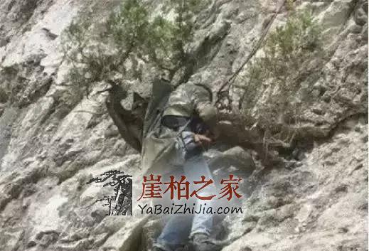 悬崖上一株崖柏值两三万,很多人在拿命赌!-1