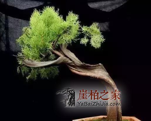 悬崖上一株崖柏值两三万,很多人在拿命赌!-3