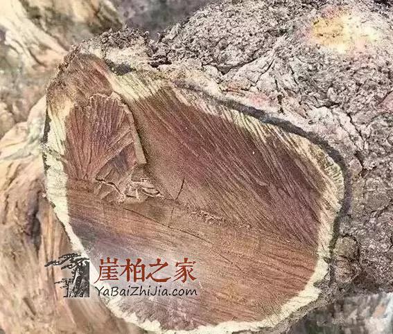 刚买几天的崖柏手串或者把件,竟然长毛了!这是怎么回事?-3