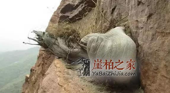 崖柏,我想对你说!-2