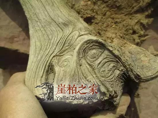 崖柏,我想对你说!-3