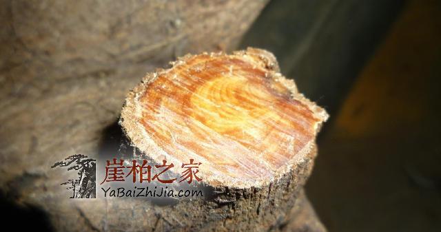 都追高油性,可遇到这样“喷油”的崖柏手串也真是蒙了!-5