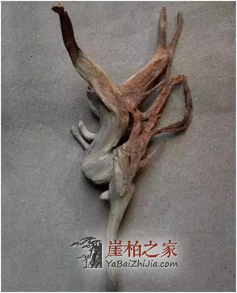 想用崖柏陈化料做手串,学会选料拒绝做冤大头!-3
