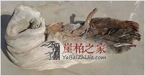 想用崖柏陈化料做手串,学会选料拒绝做冤大头!-7