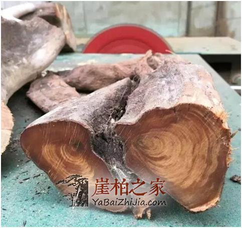 想用崖柏陈化料做手串,学会选料拒绝做冤大头!-8