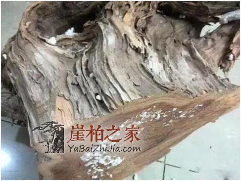 想用崖柏陈化料做手串,学会选料拒绝做冤大头!-5