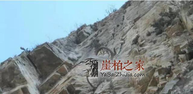 崖柏市场一半海水,一半火焰-2