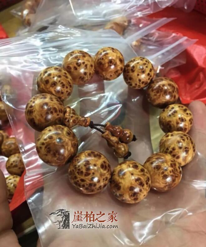 崖柏之家帮你揭秘:崖柏的瘤疤到底如何形成的?-1