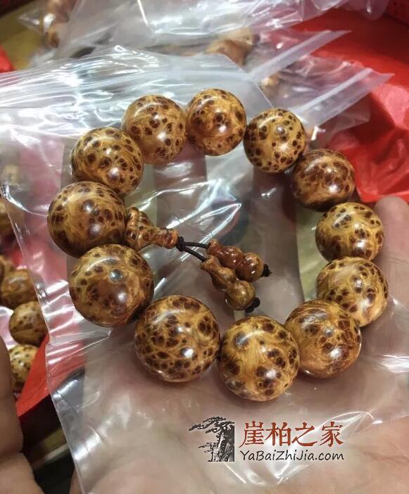 崖柏之家帮你揭秘:崖柏的瘤疤到底如何形成的?-2