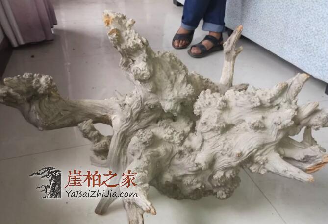 崖柏之家帮你揭秘:崖柏的瘤疤到底如何形成的?-3