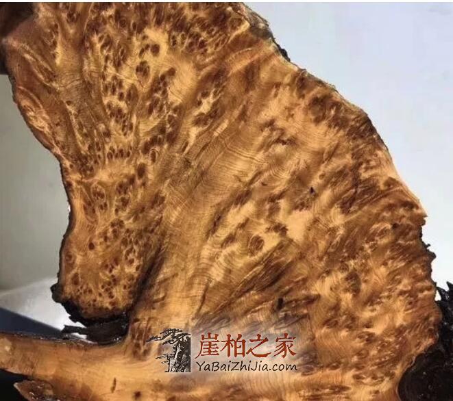 崖柏之家帮你揭秘:崖柏的瘤疤到底如何形成的?-4