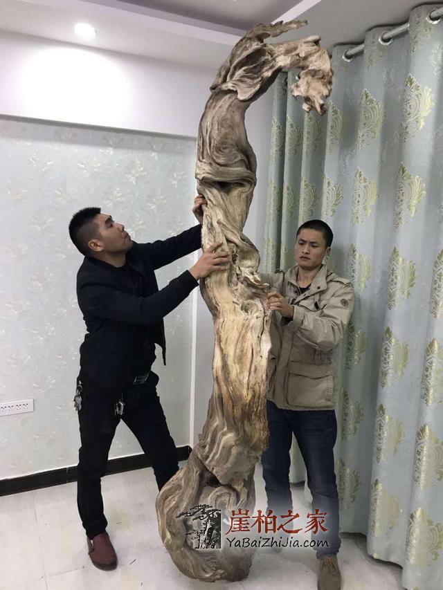干货:崖柏之家教你如何选择崖柏原料产地-1