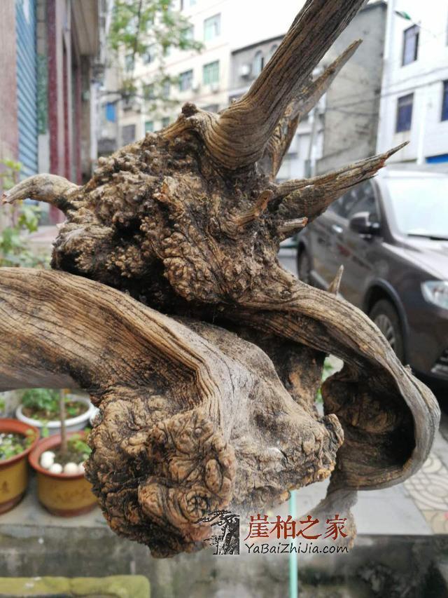 干货:崖柏之家教你如何选择崖柏原料产地-4