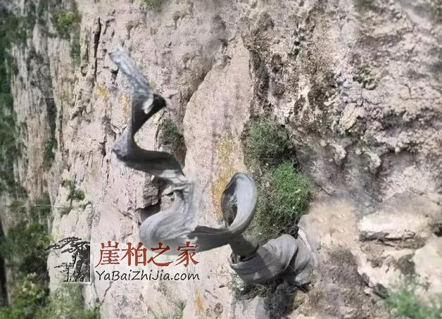 收藏崖柏有价值吗?解析崖柏的四大价值-1