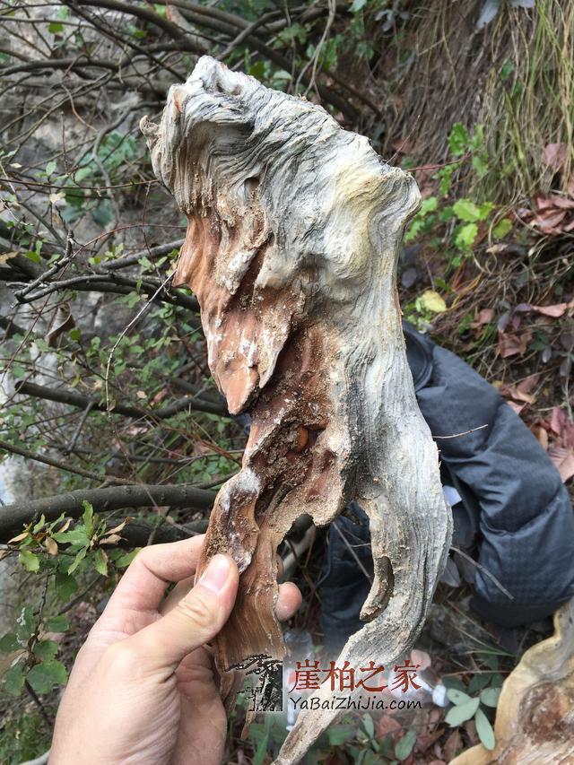 崖柏小白科普:什么样的崖柏是好崖柏毛料?-6