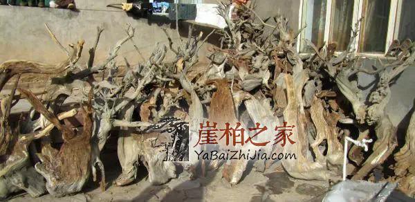 崖柏之家教你正确识别真正的崖柏!-1