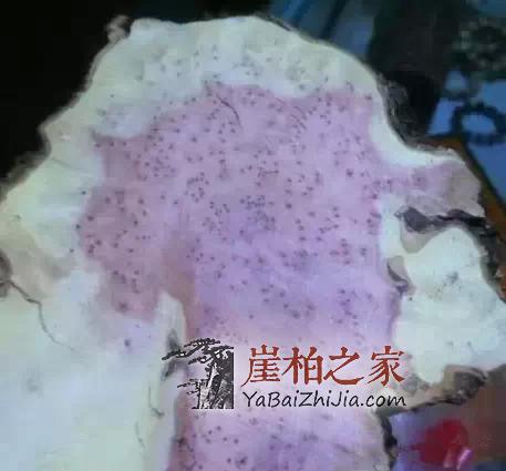 崖柏之家教你正确识别真正的崖柏!-4