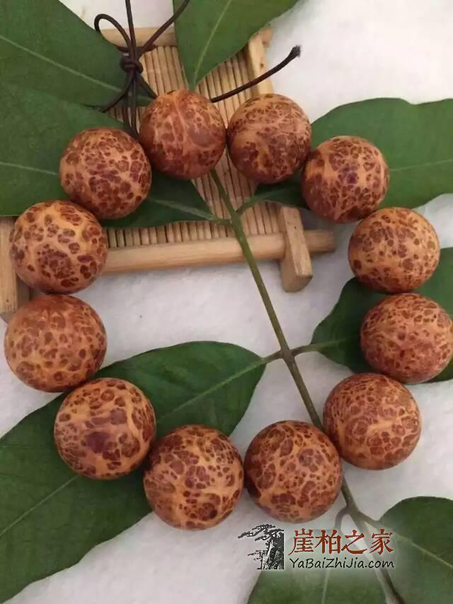 太行崖柏和川料崖柏的主要区别在哪里?为何太行崖柏好?-1