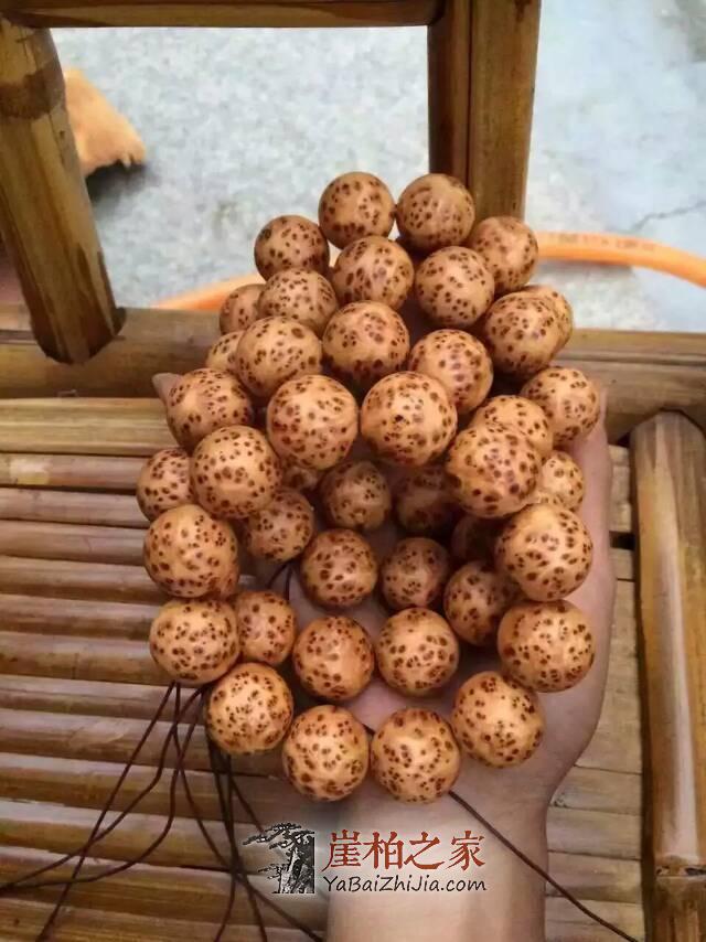 太行崖柏和川料崖柏的主要区别在哪里?为何太行崖柏好?-3