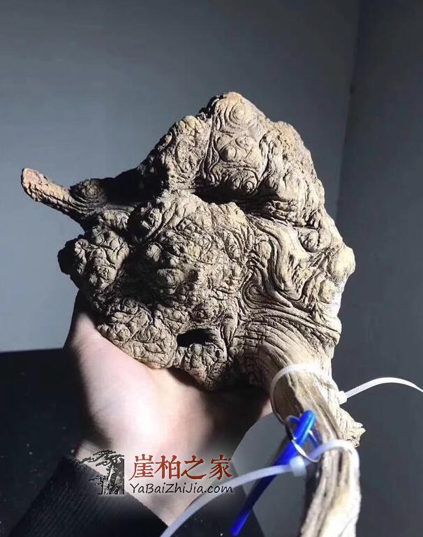 新手必知:想要玩转崖柏一定要认准这六种料-6